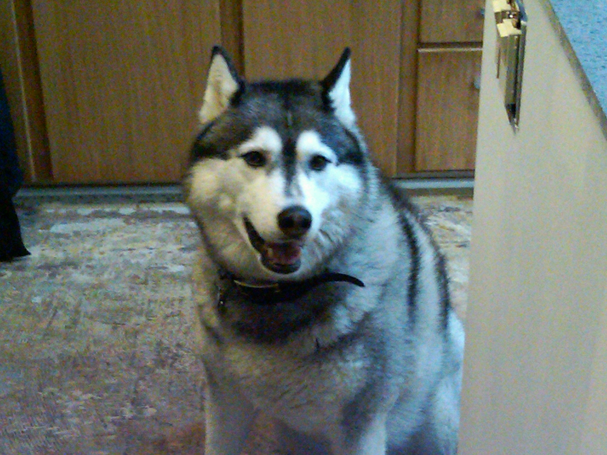 doggie building inspector