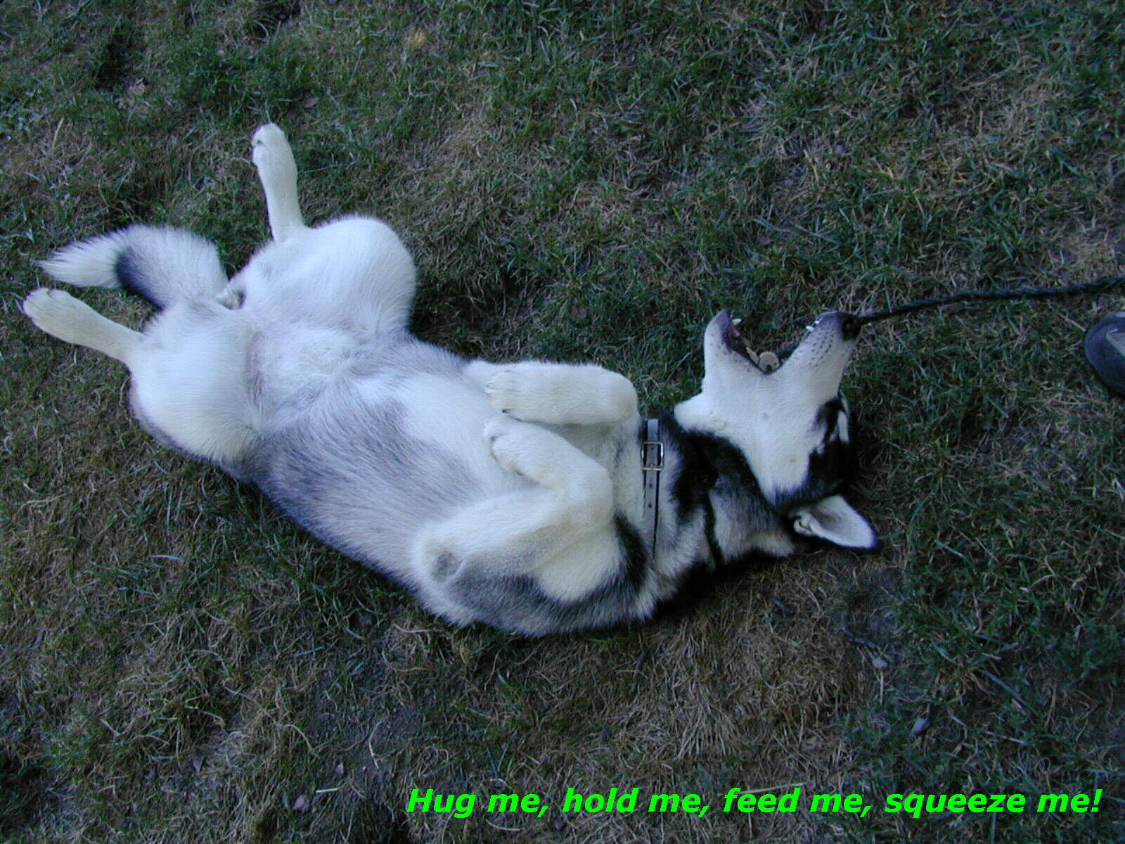 scratching